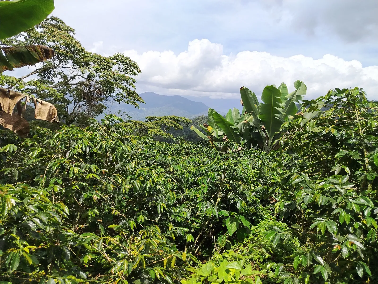 La coromoto