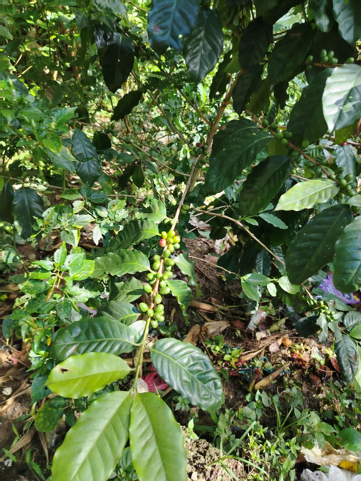 Los Naranjos Ii
