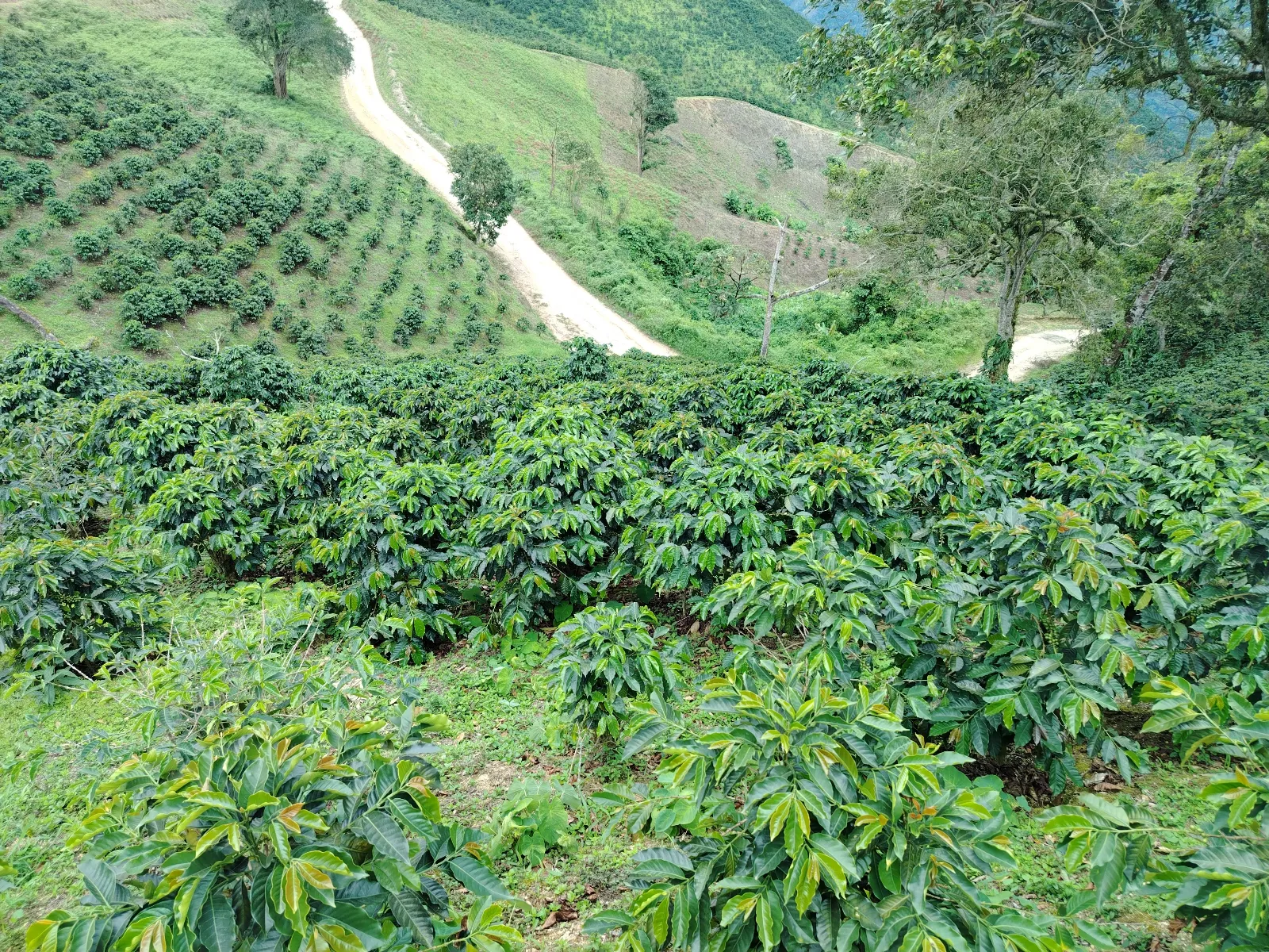 La coromoto 2