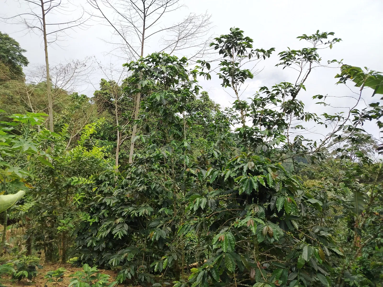 El tamboral