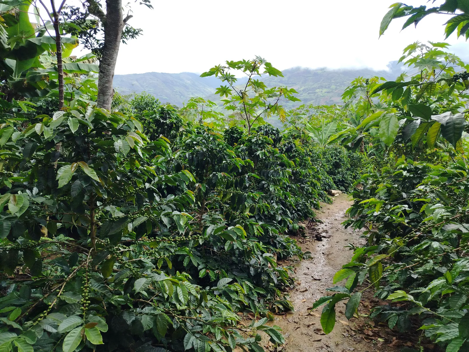 El cafetal
