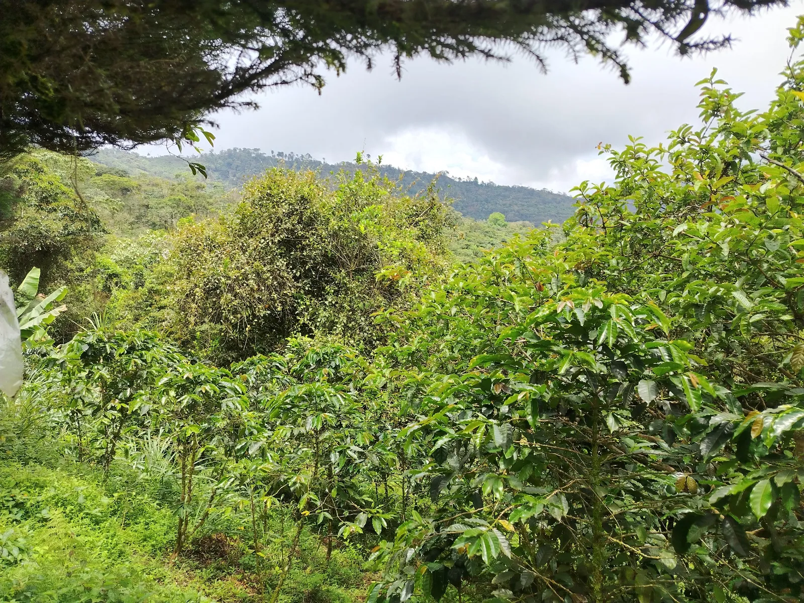 La quebrada