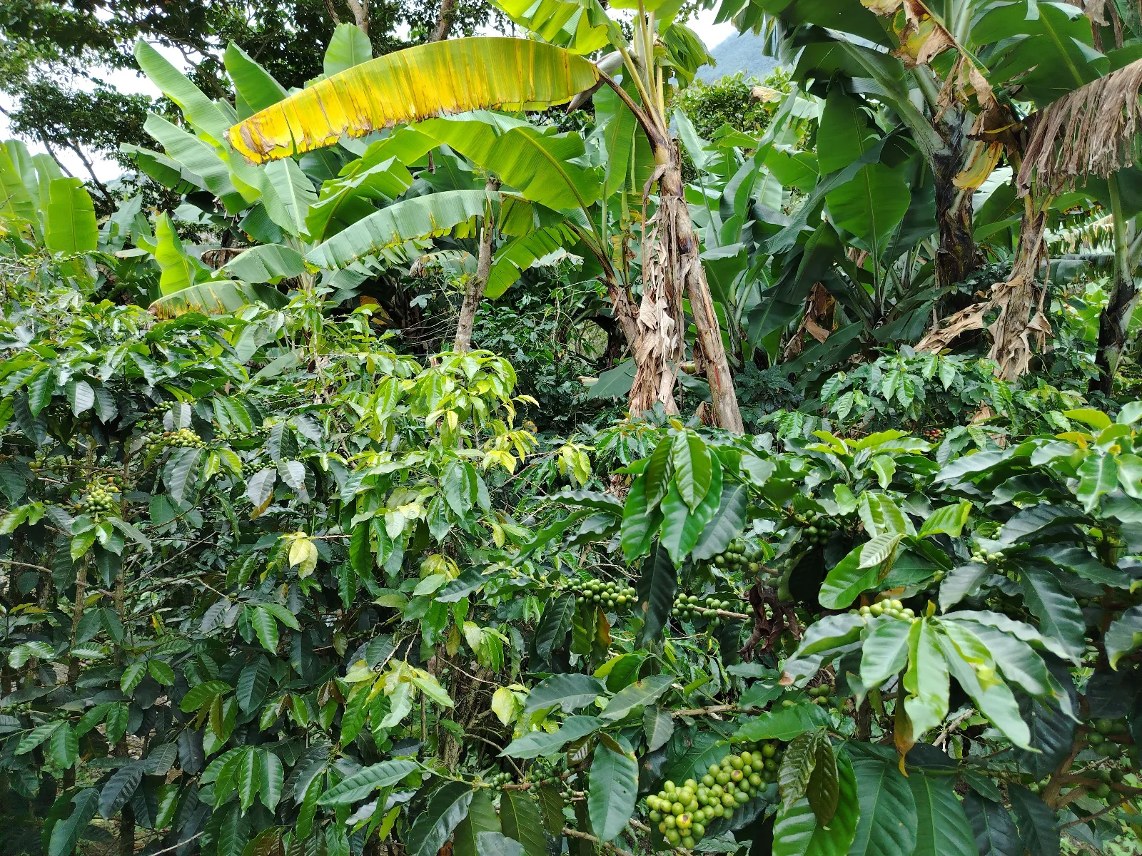 Finca parili