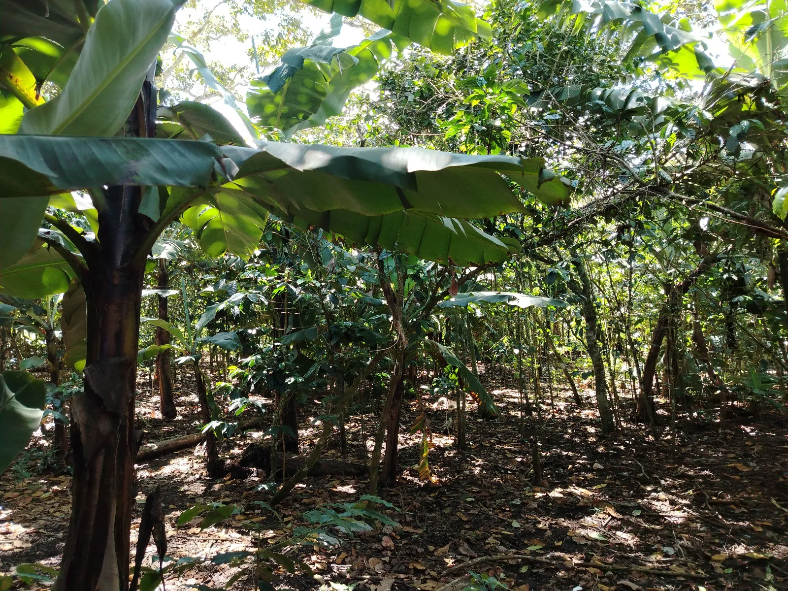 Finca Dolores