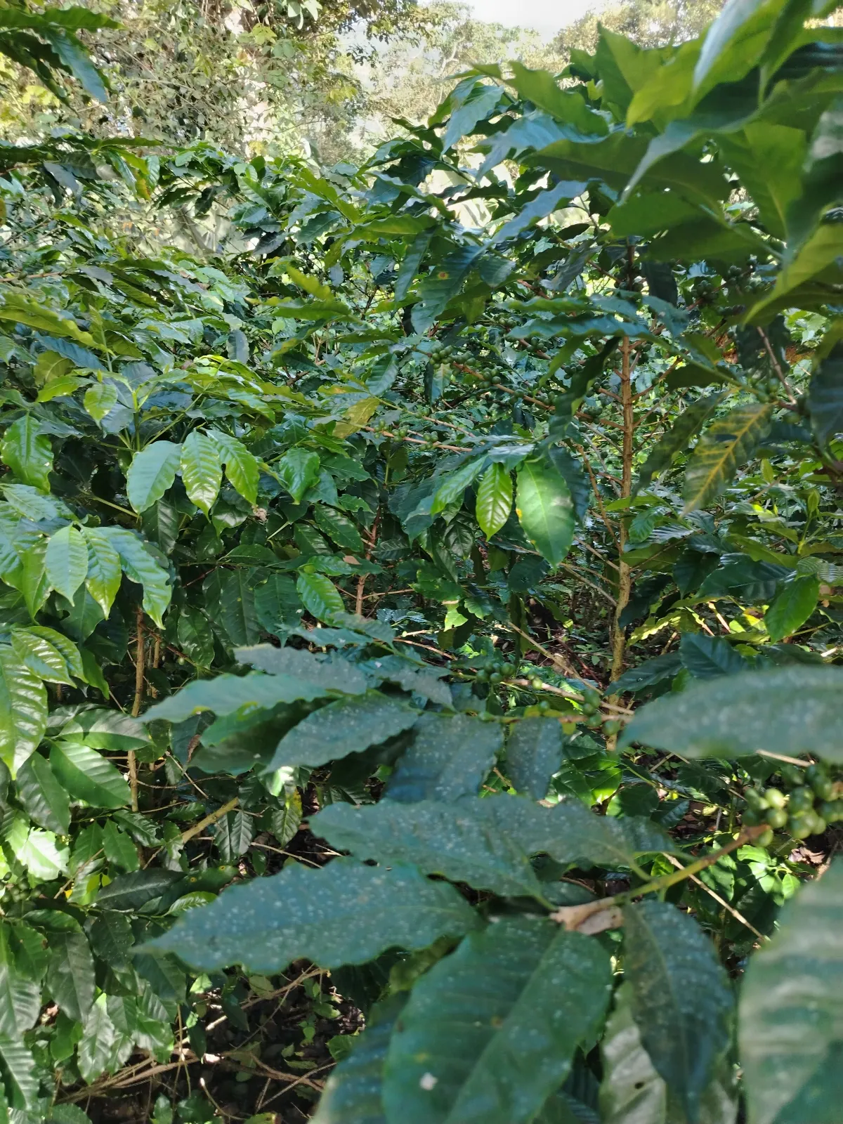 La Negra