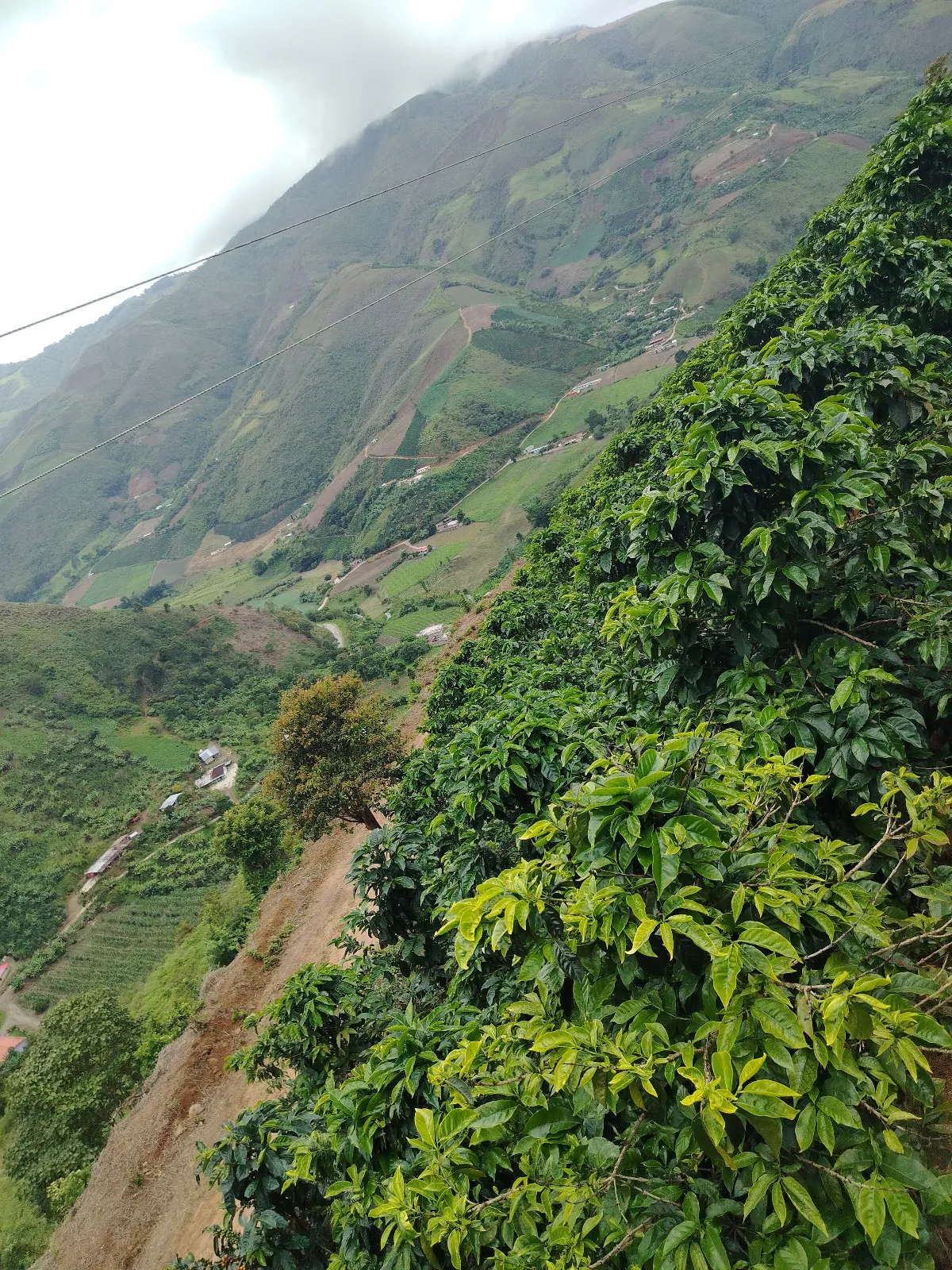 El marañon