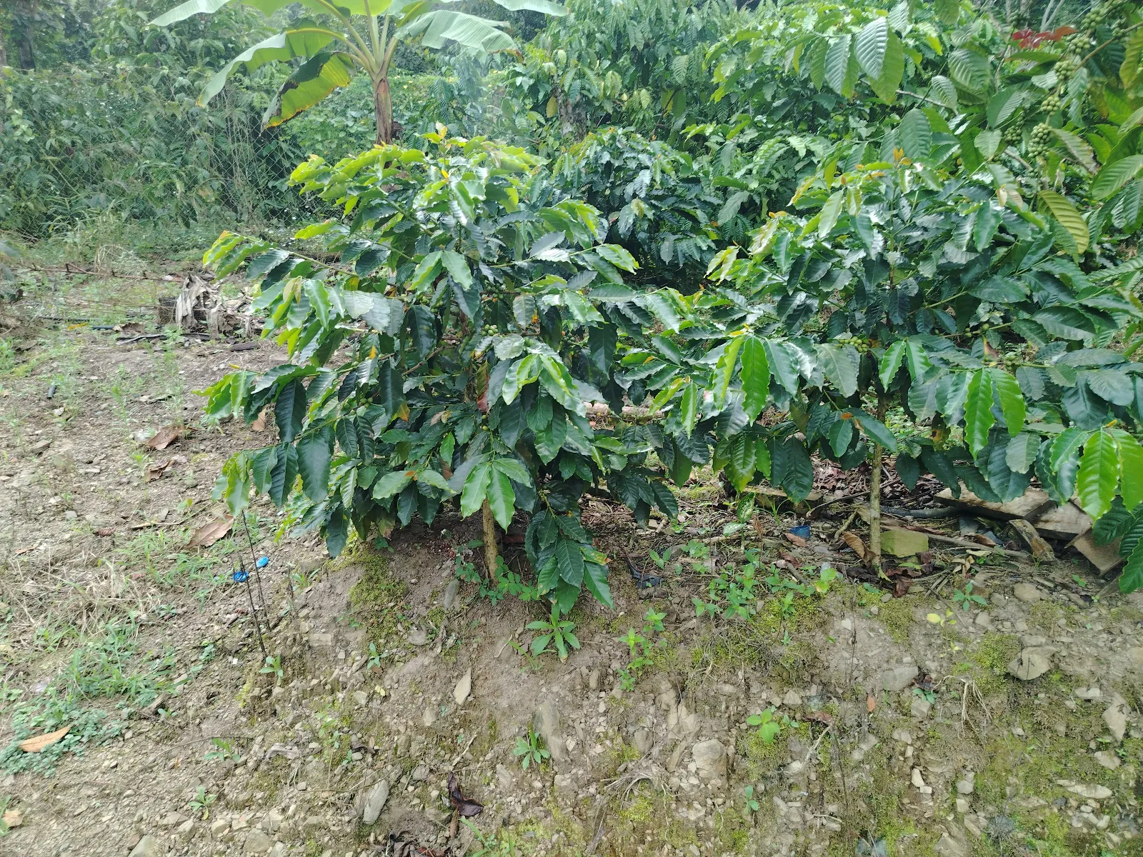 Los Naranjos