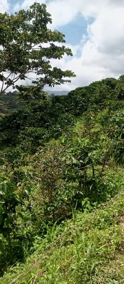 El Torito 2