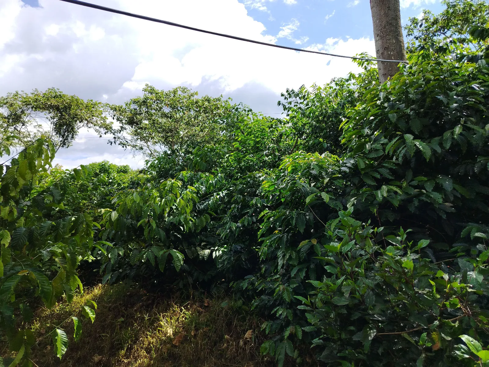 La Orquidea