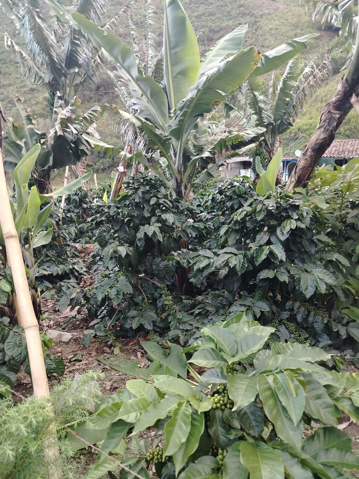 Los cedros