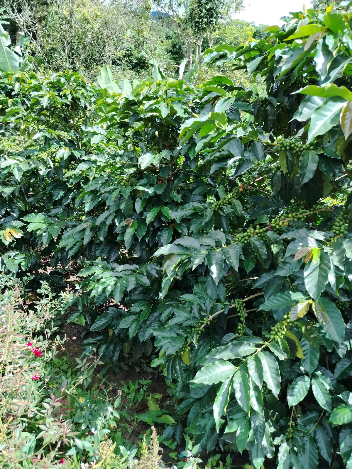 El Guallabal