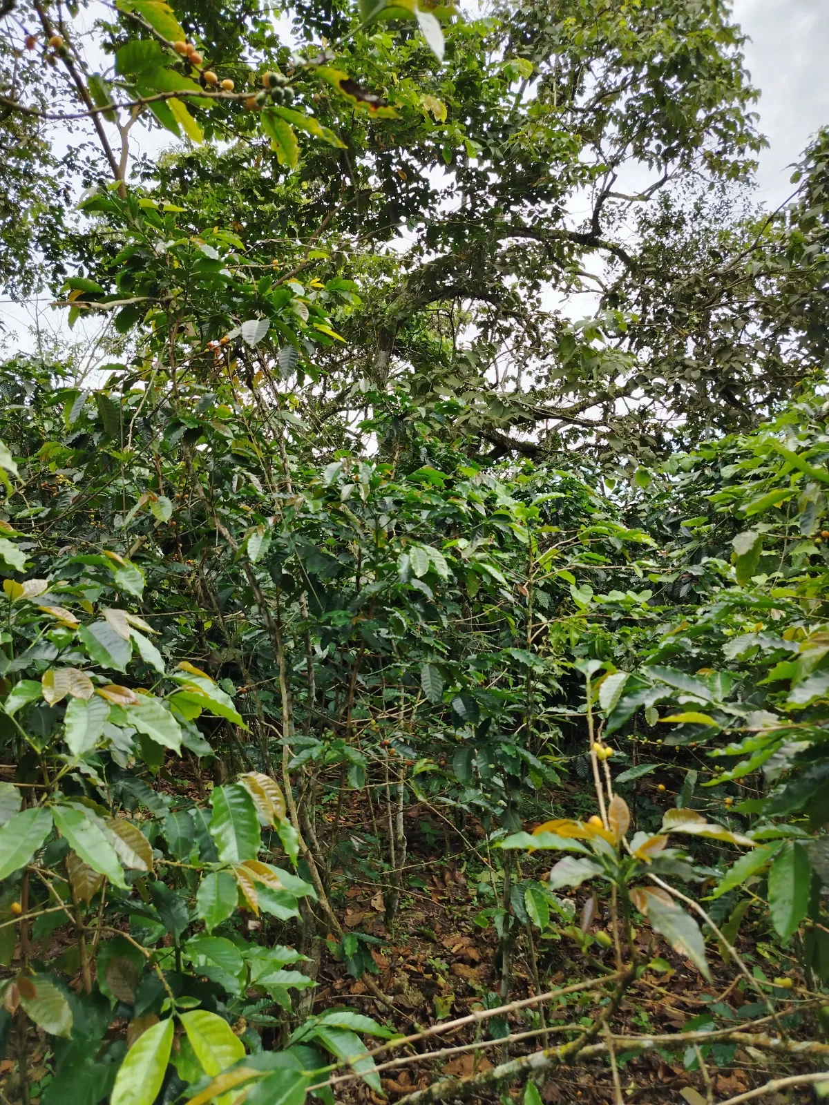 El Candilero I
