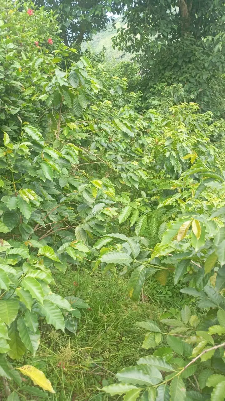 La Encrucijada