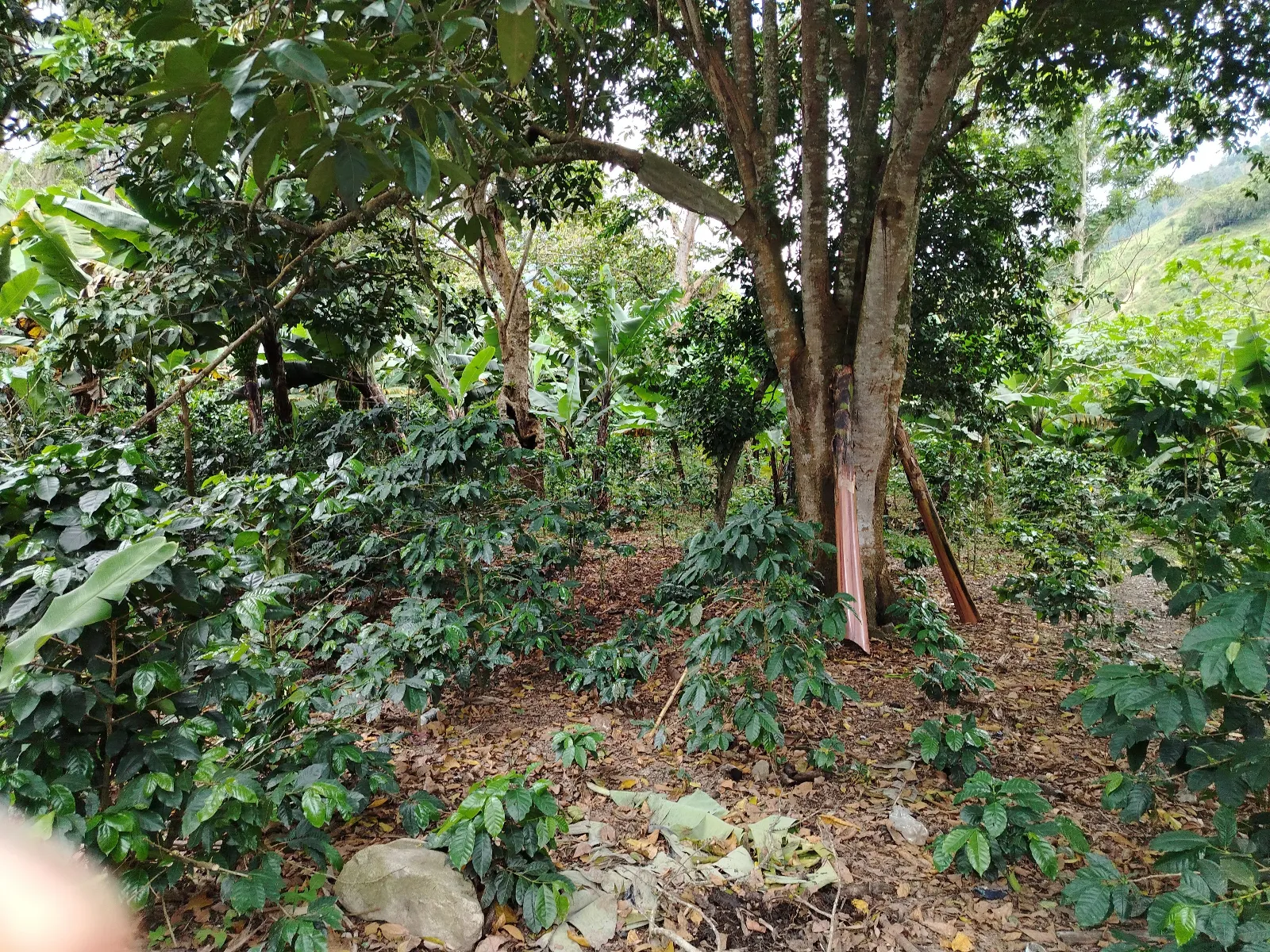 Vega linda