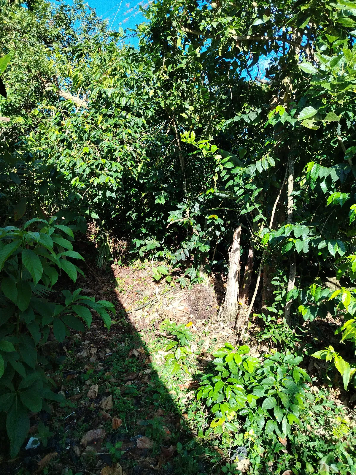 El potrero