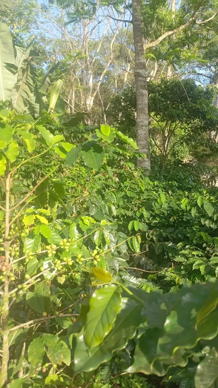 La Angulera