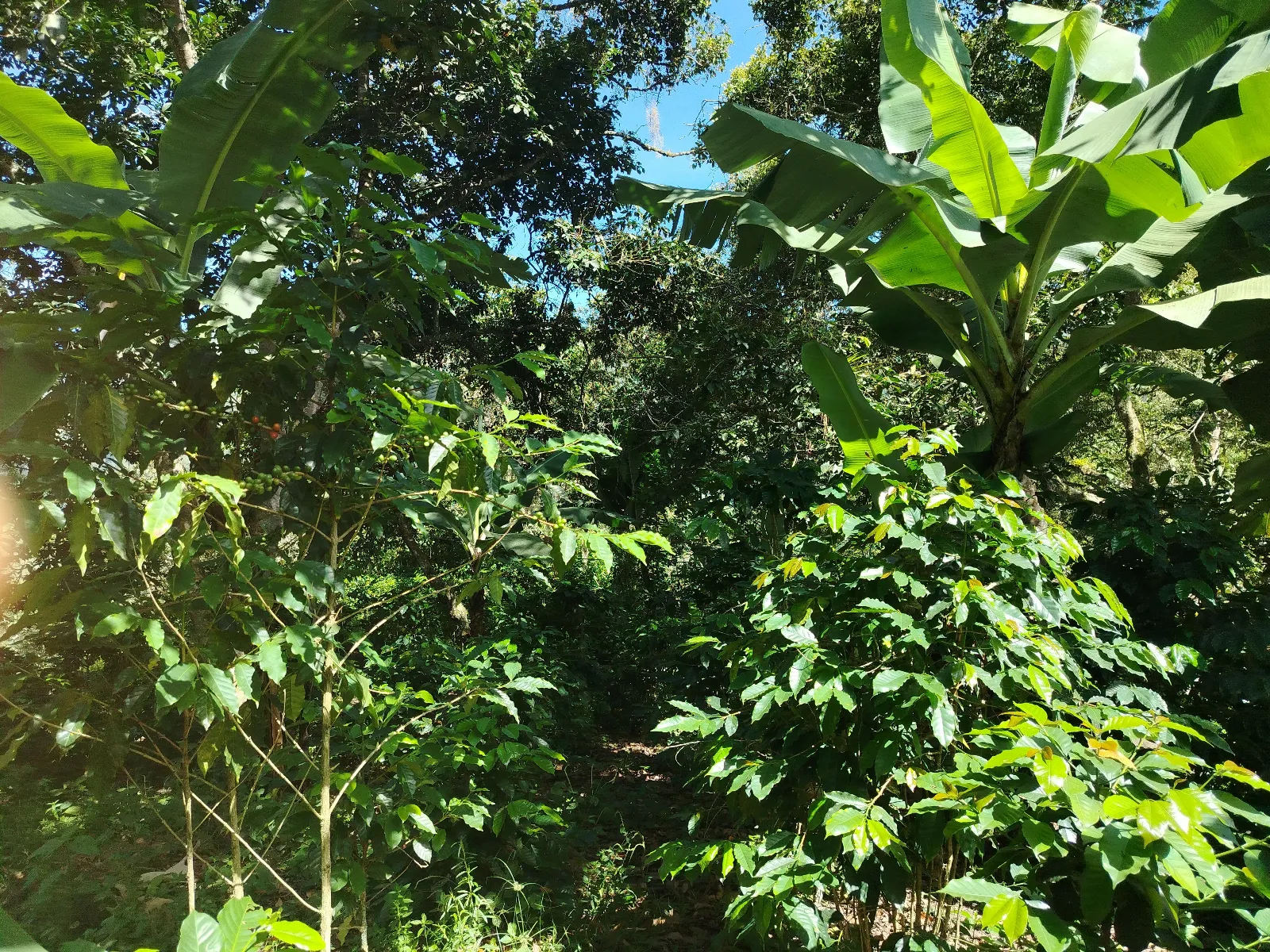 Finca San Antonio Berríos