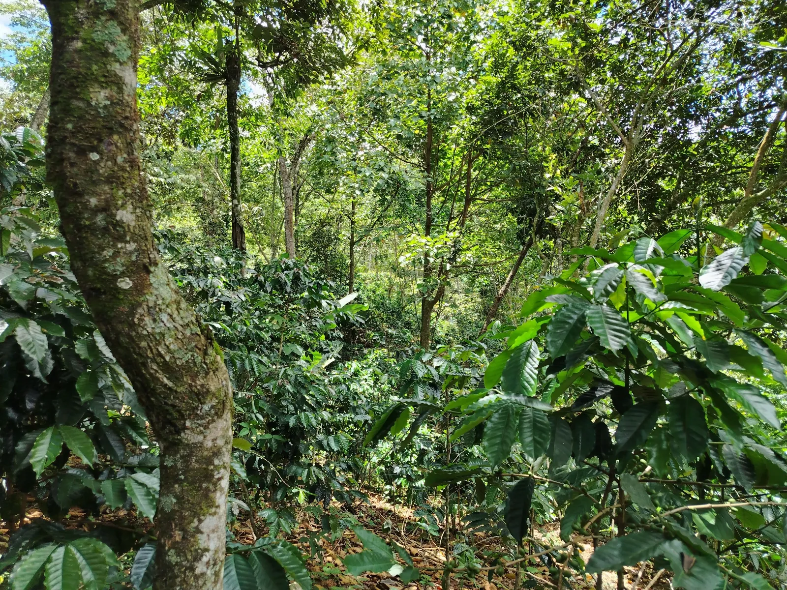 El piedron