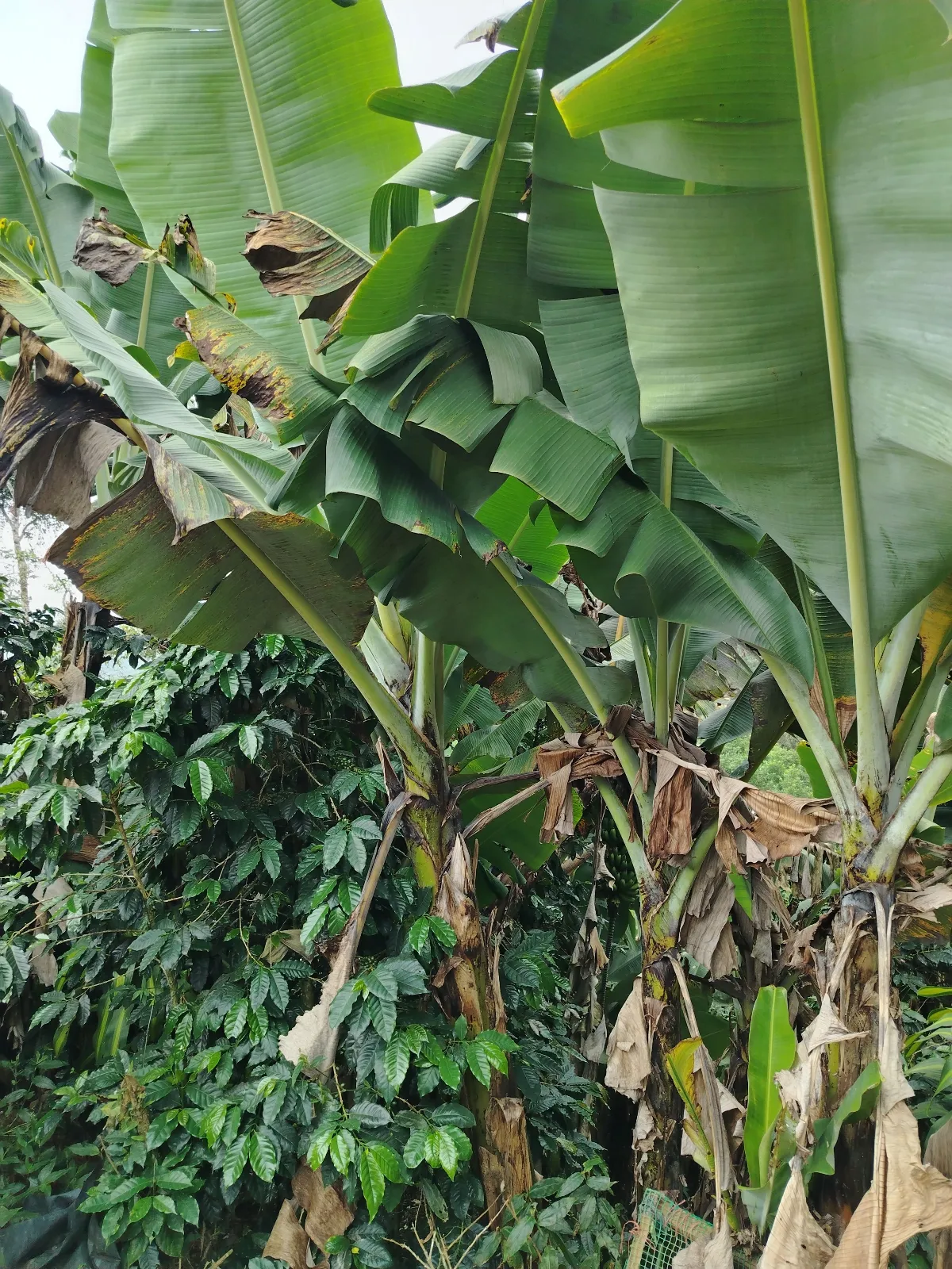 Finca yami