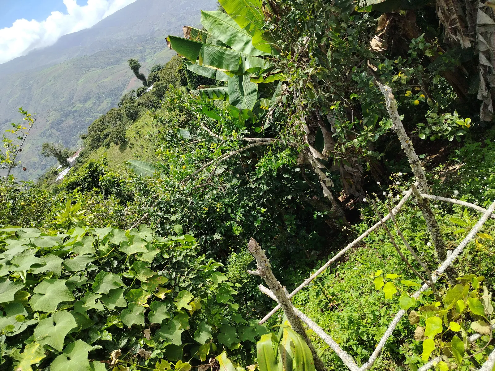 Finca daniela