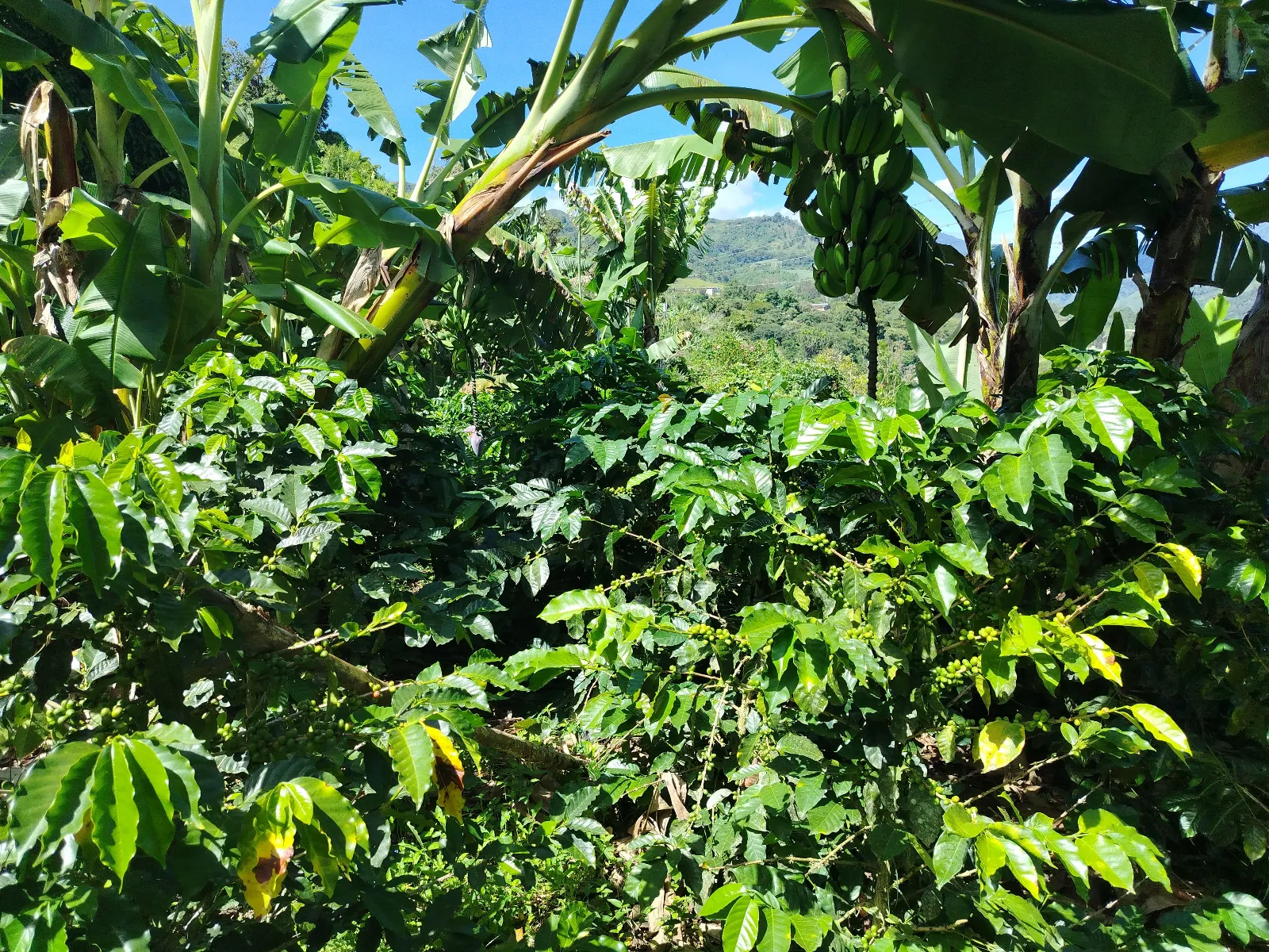 Finca amalia