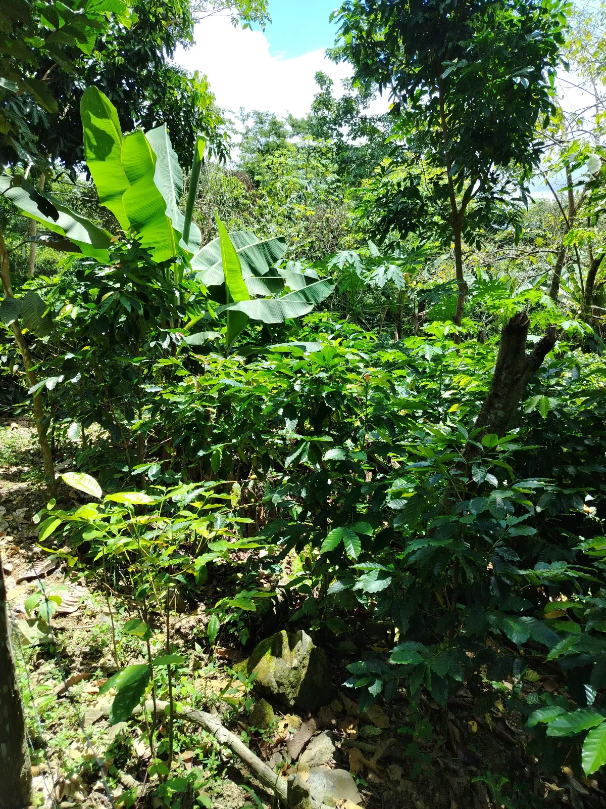 La Azuaje 