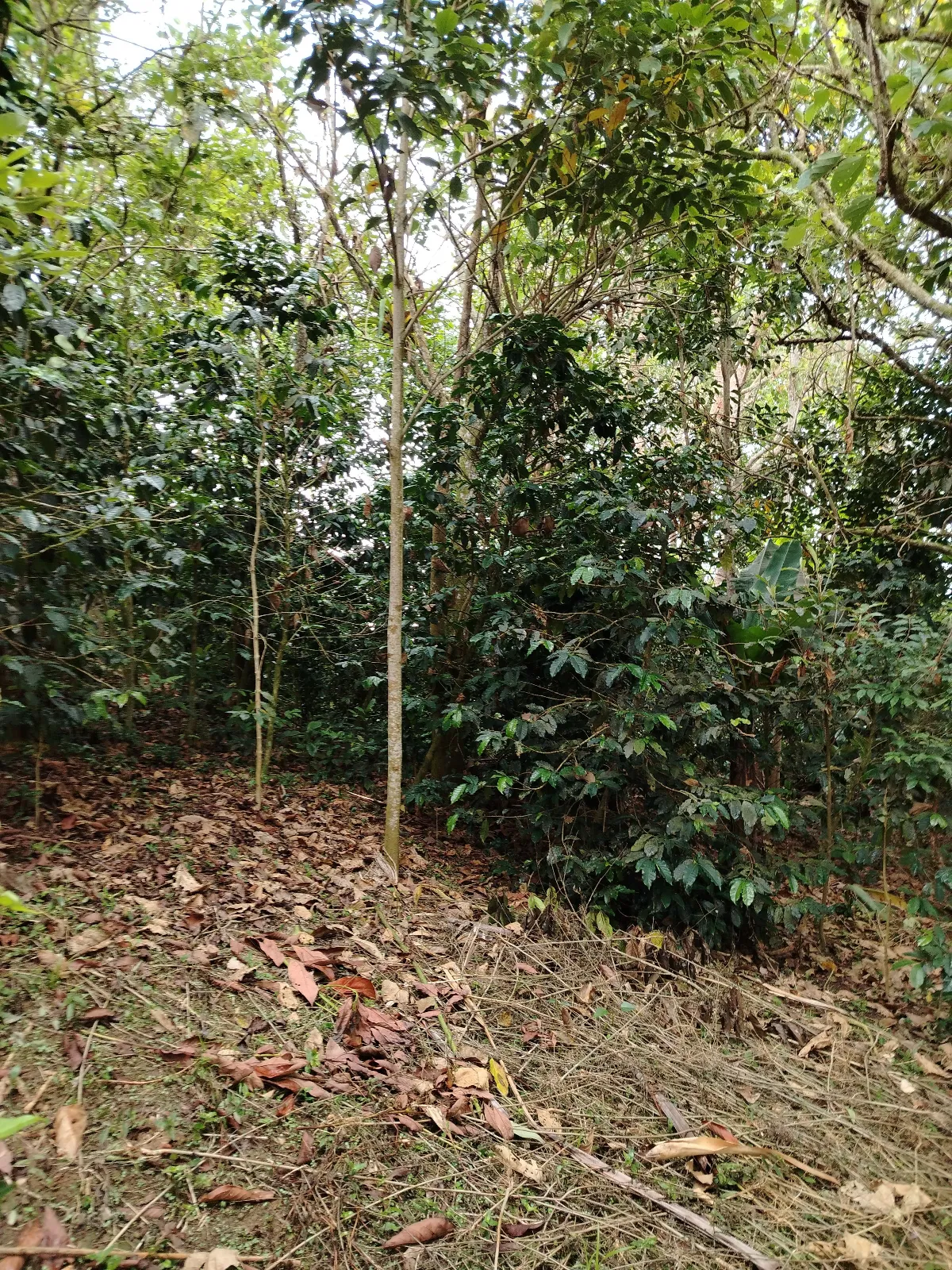 Vikata