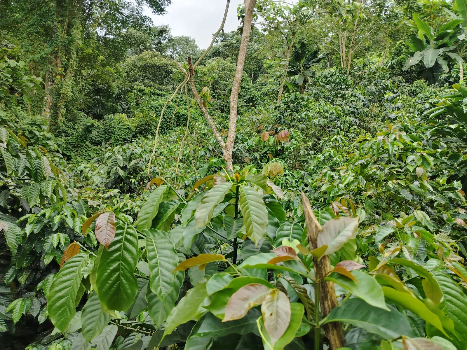 Beraca
