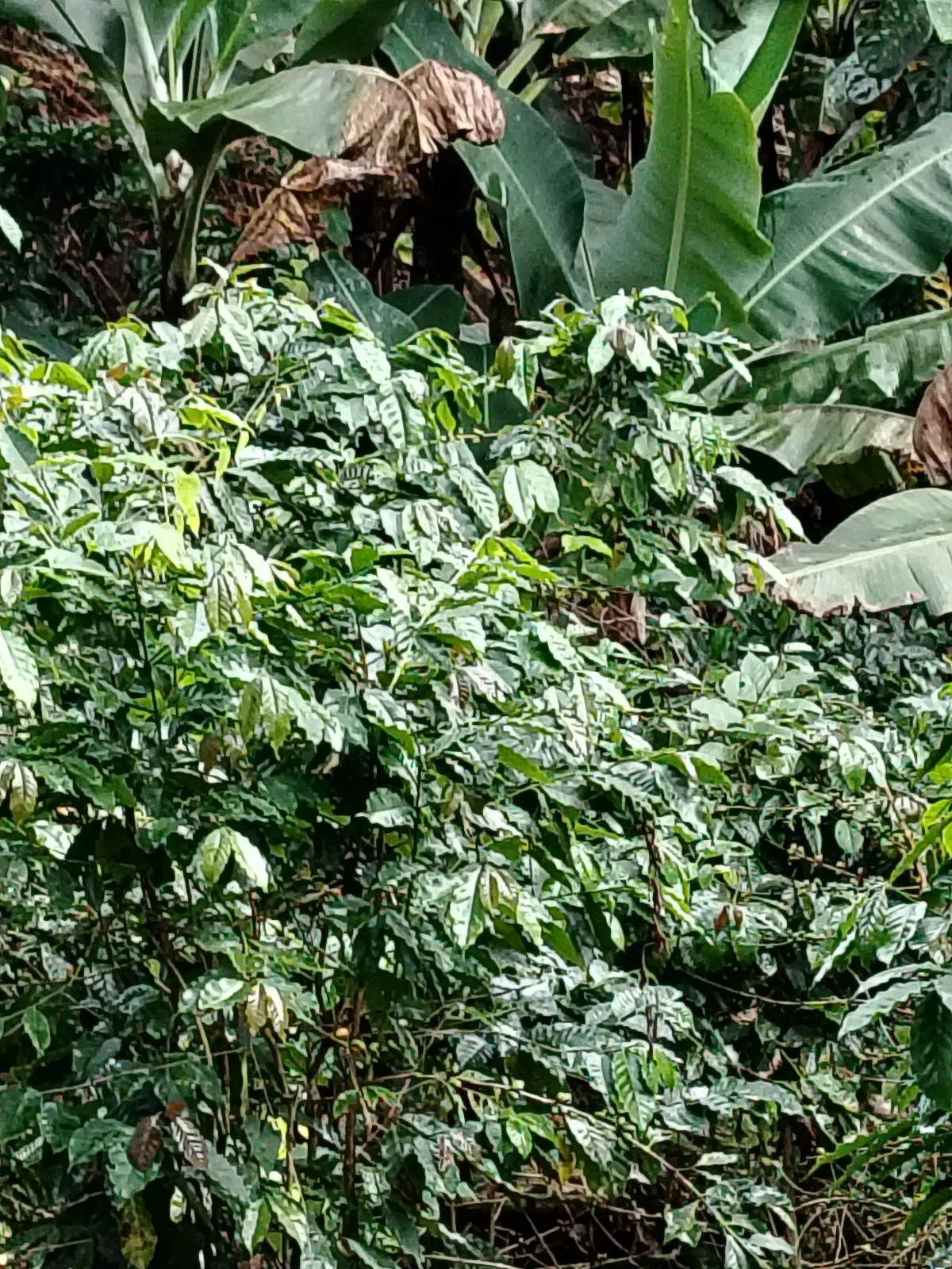 Durán