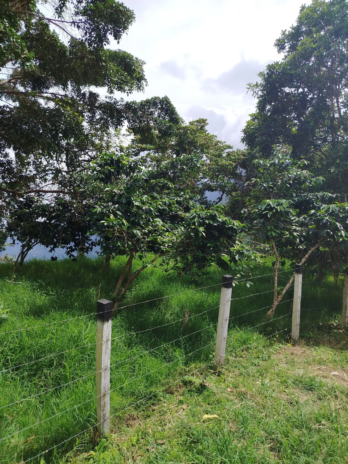 Bella vista