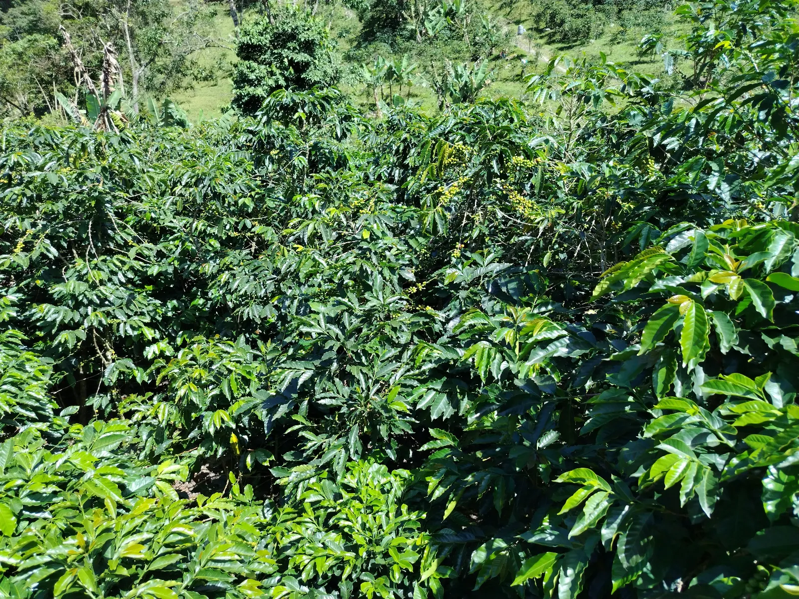 La Montaña