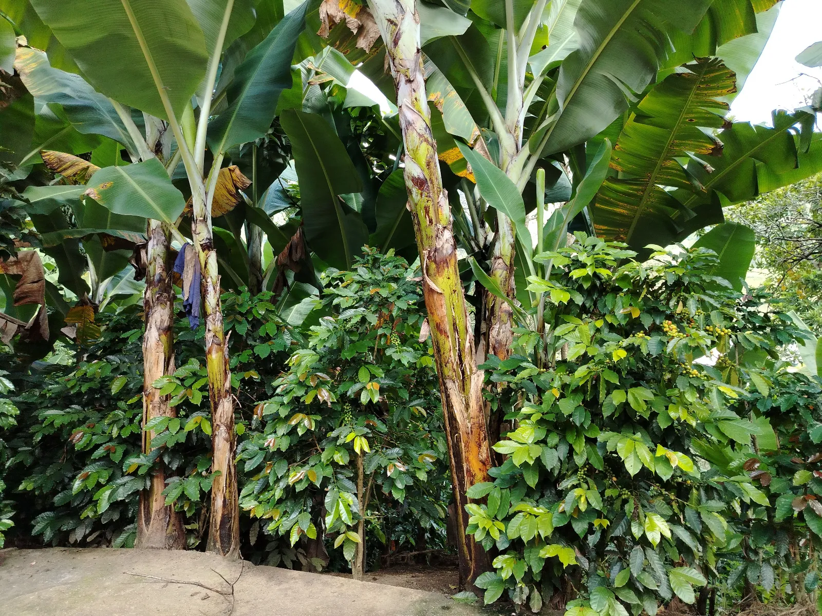 Finca San jose