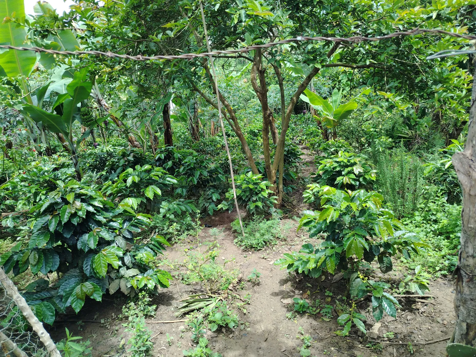 Finca los hermanos