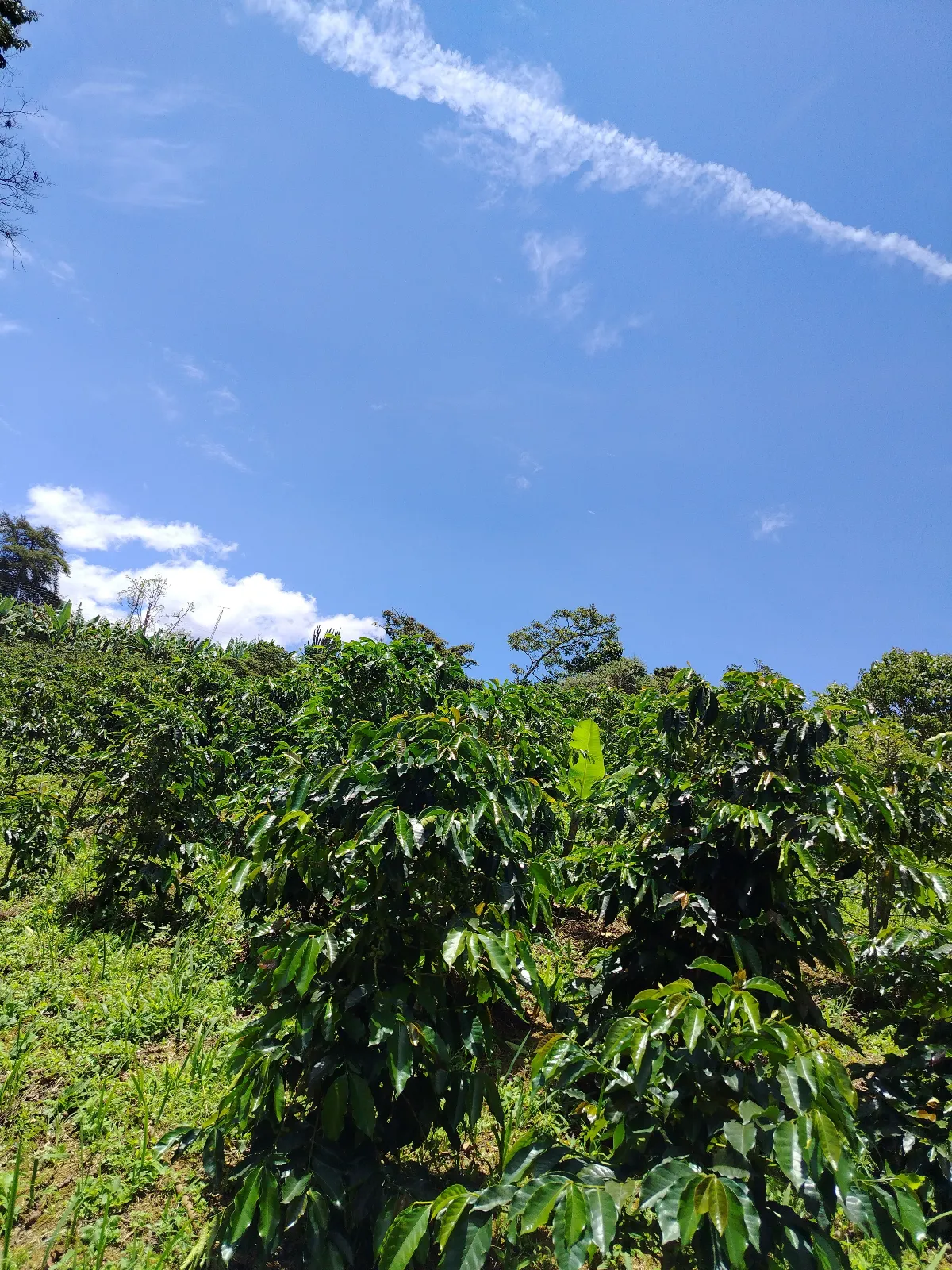 Finca El Carmen