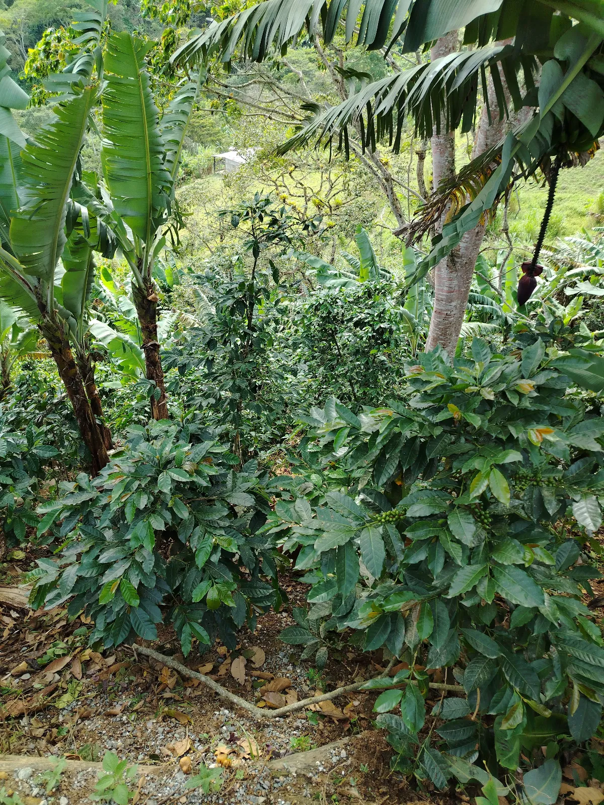 El Pantanal