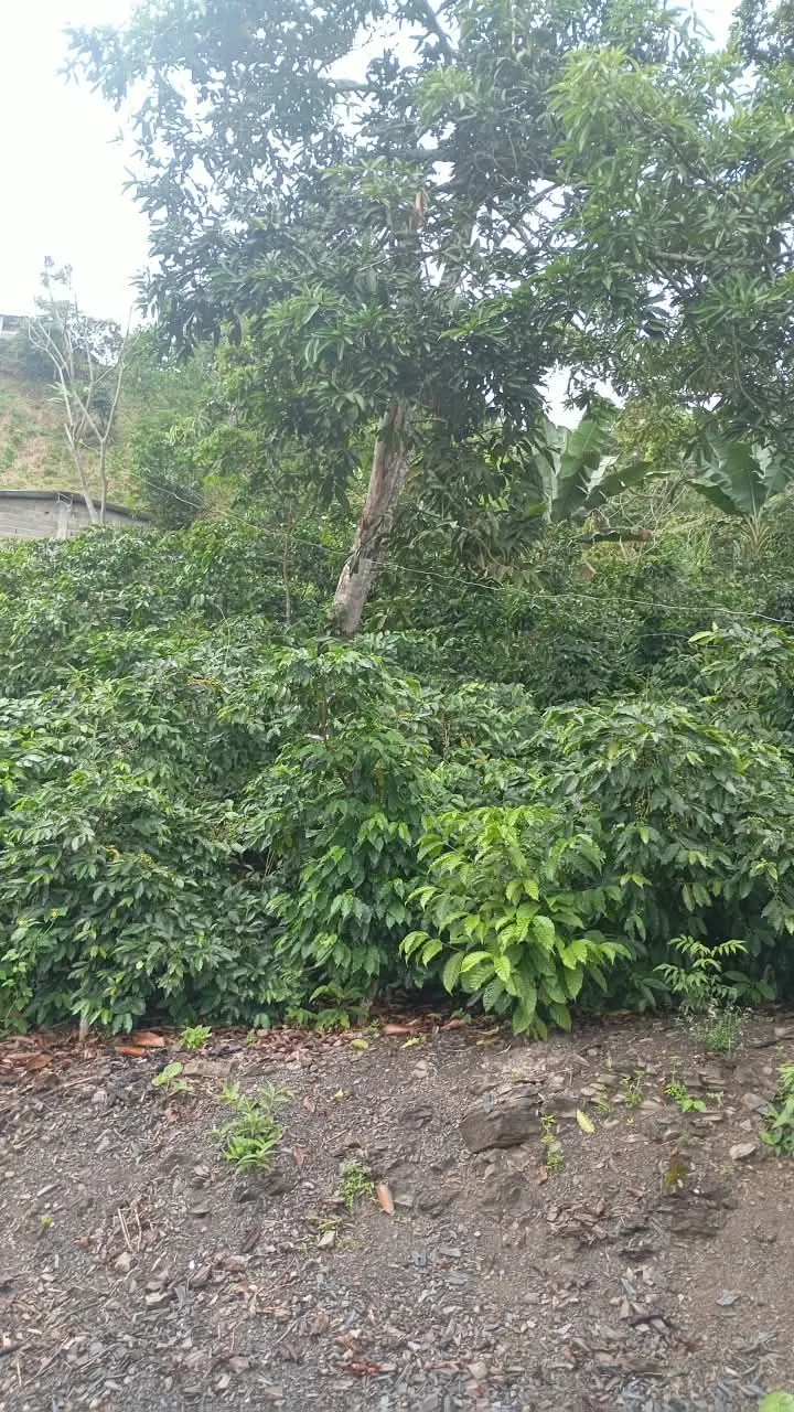 Ojo de Agua I