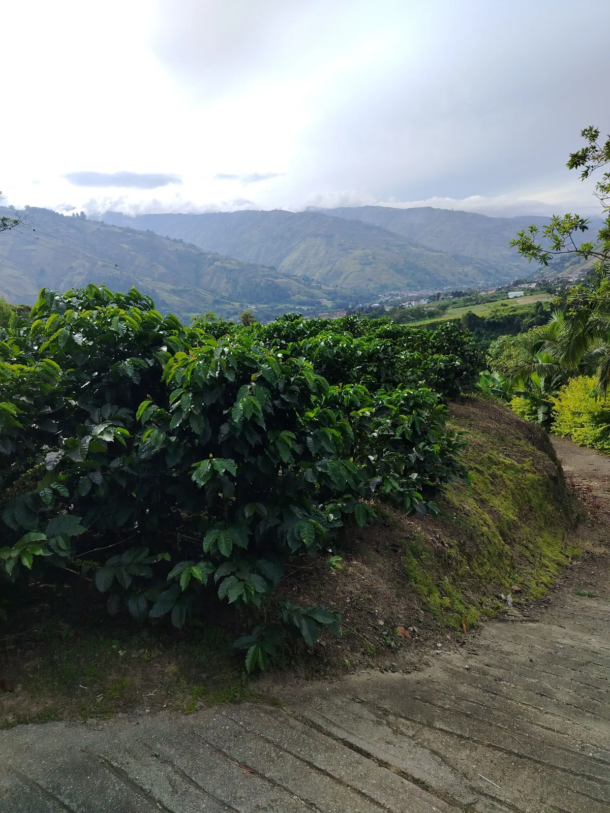 Finca los Pineda