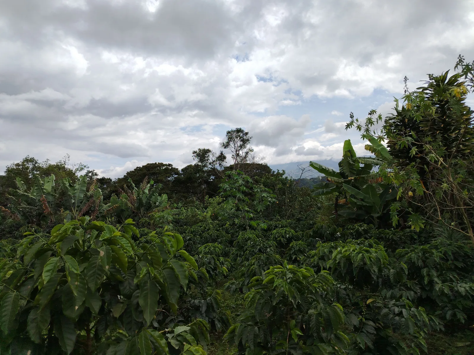 Finca Robert