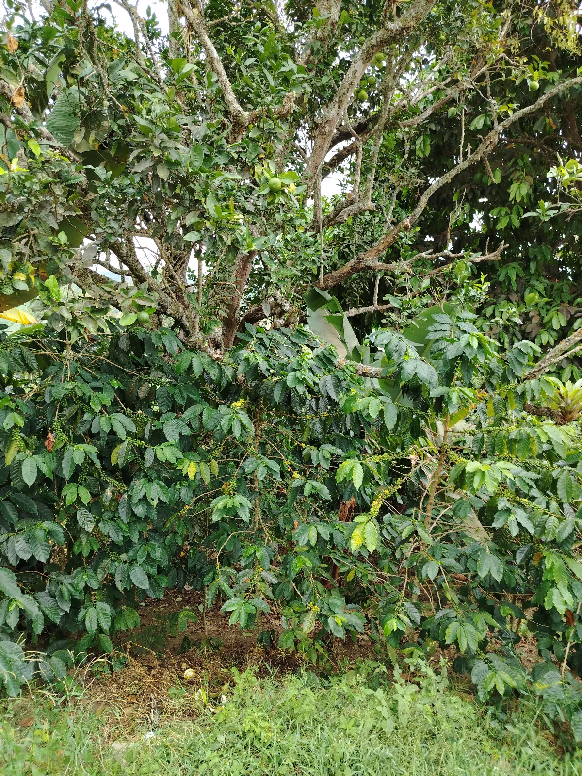 La Esperanza