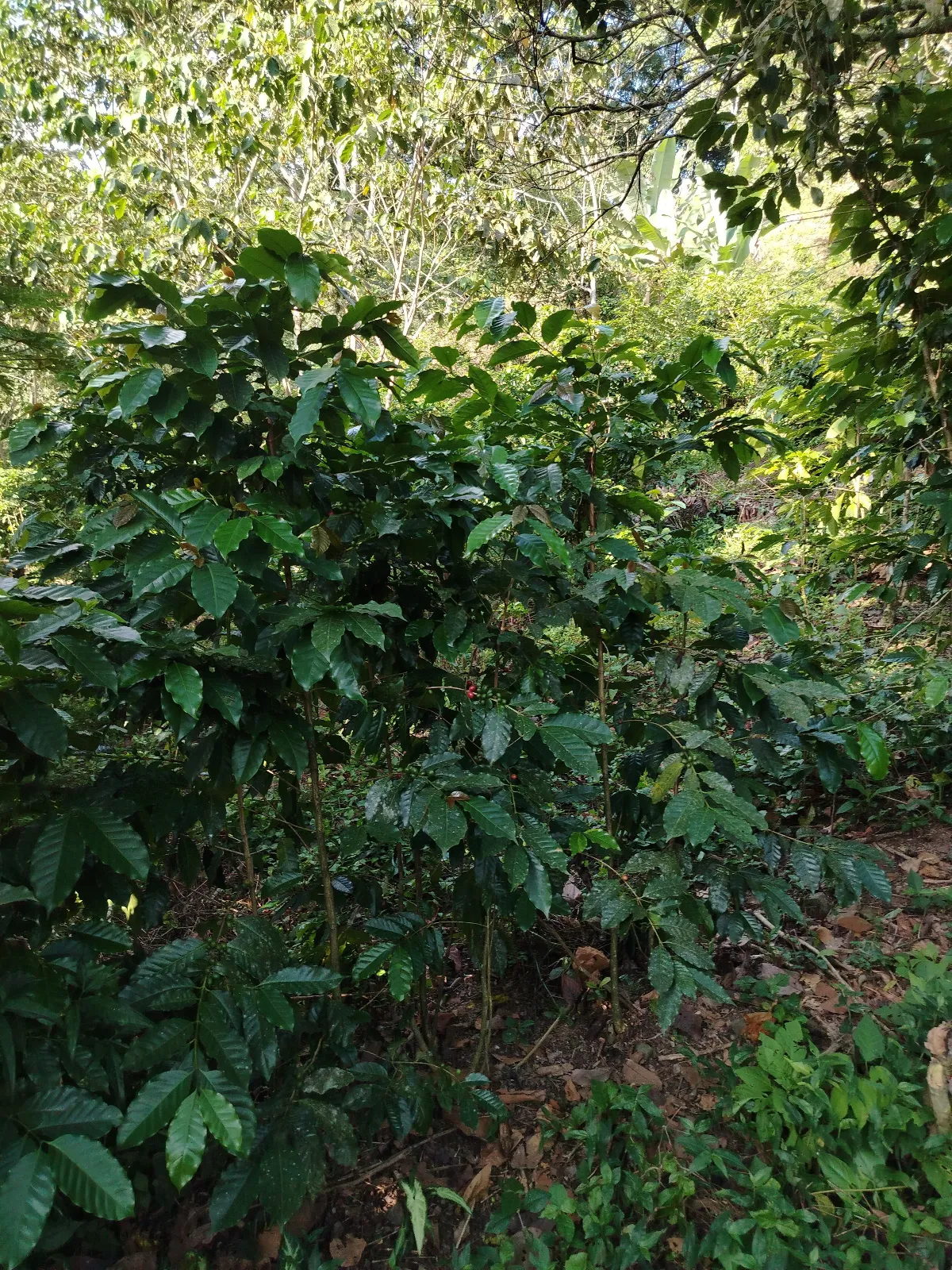 La única