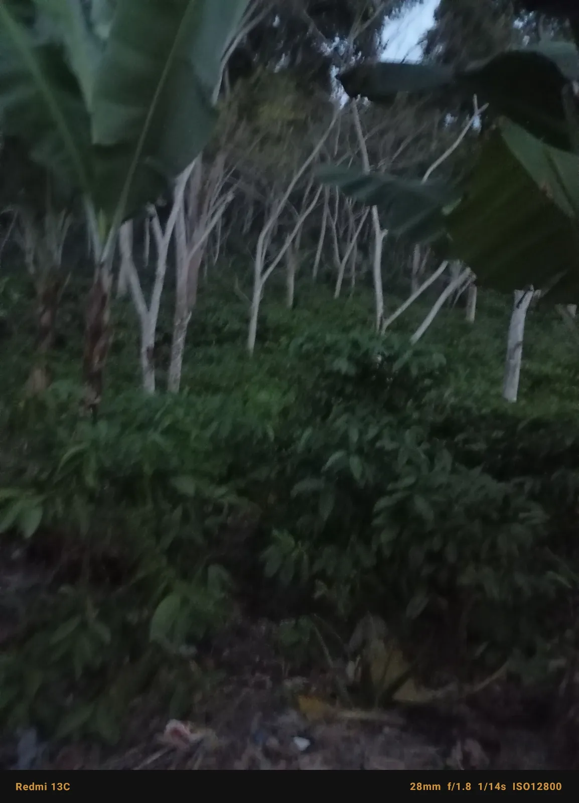 La Esperanza