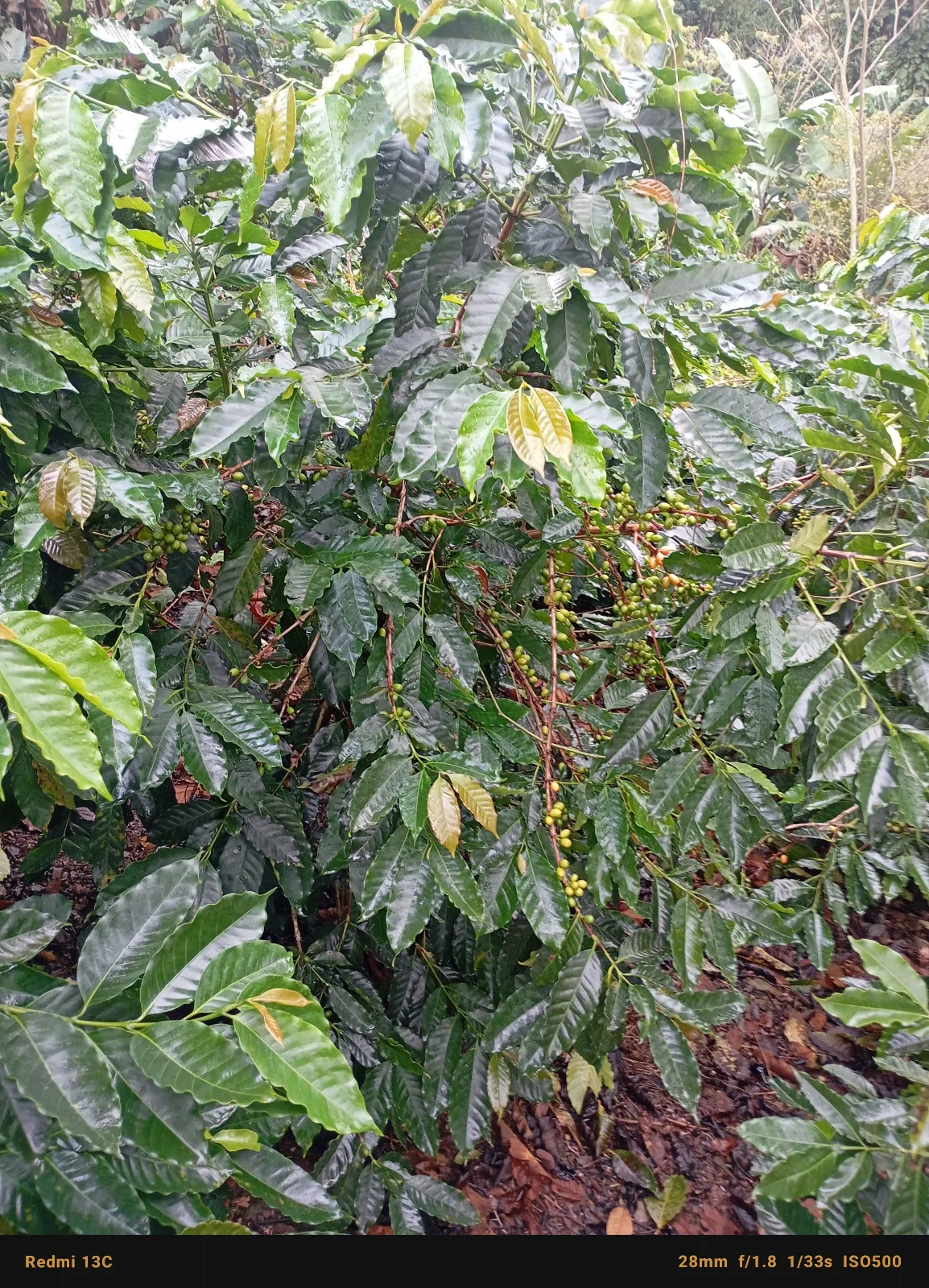 La marifer