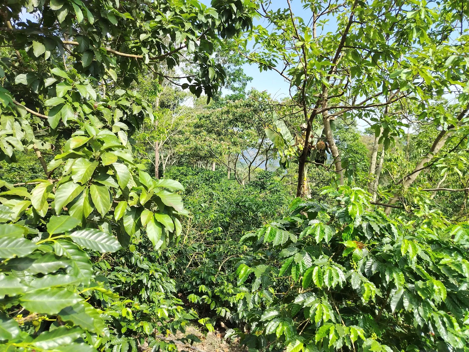 San José