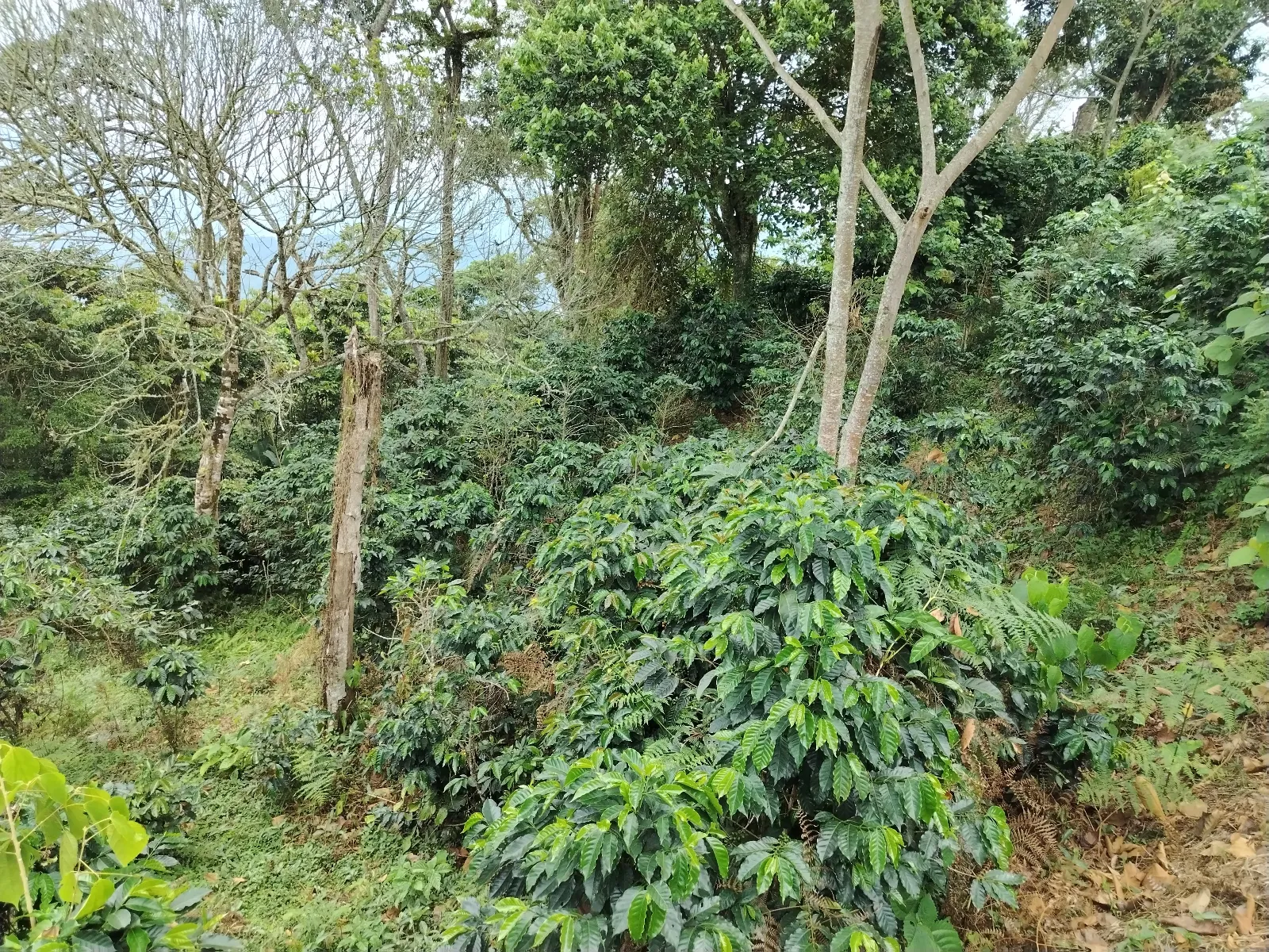 La cumbre