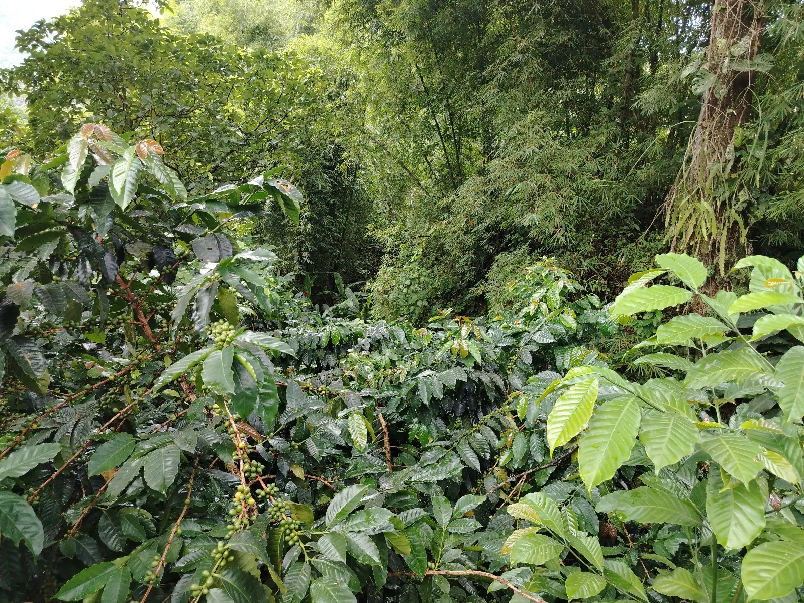 Unidad de producción el Bongo