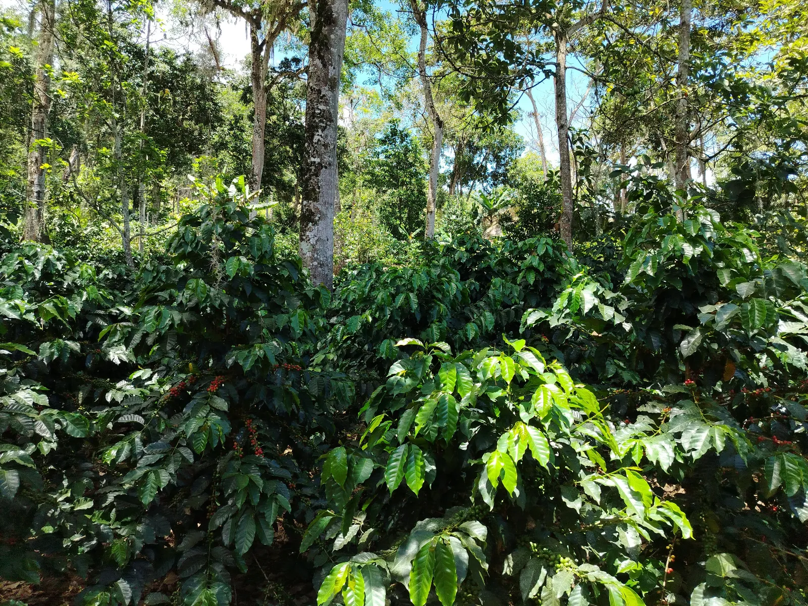 Finca Nerio
