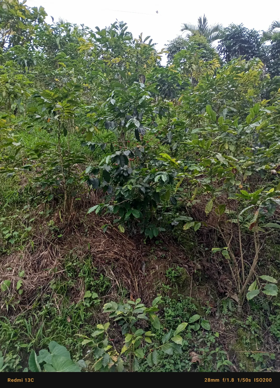 La Orquidea