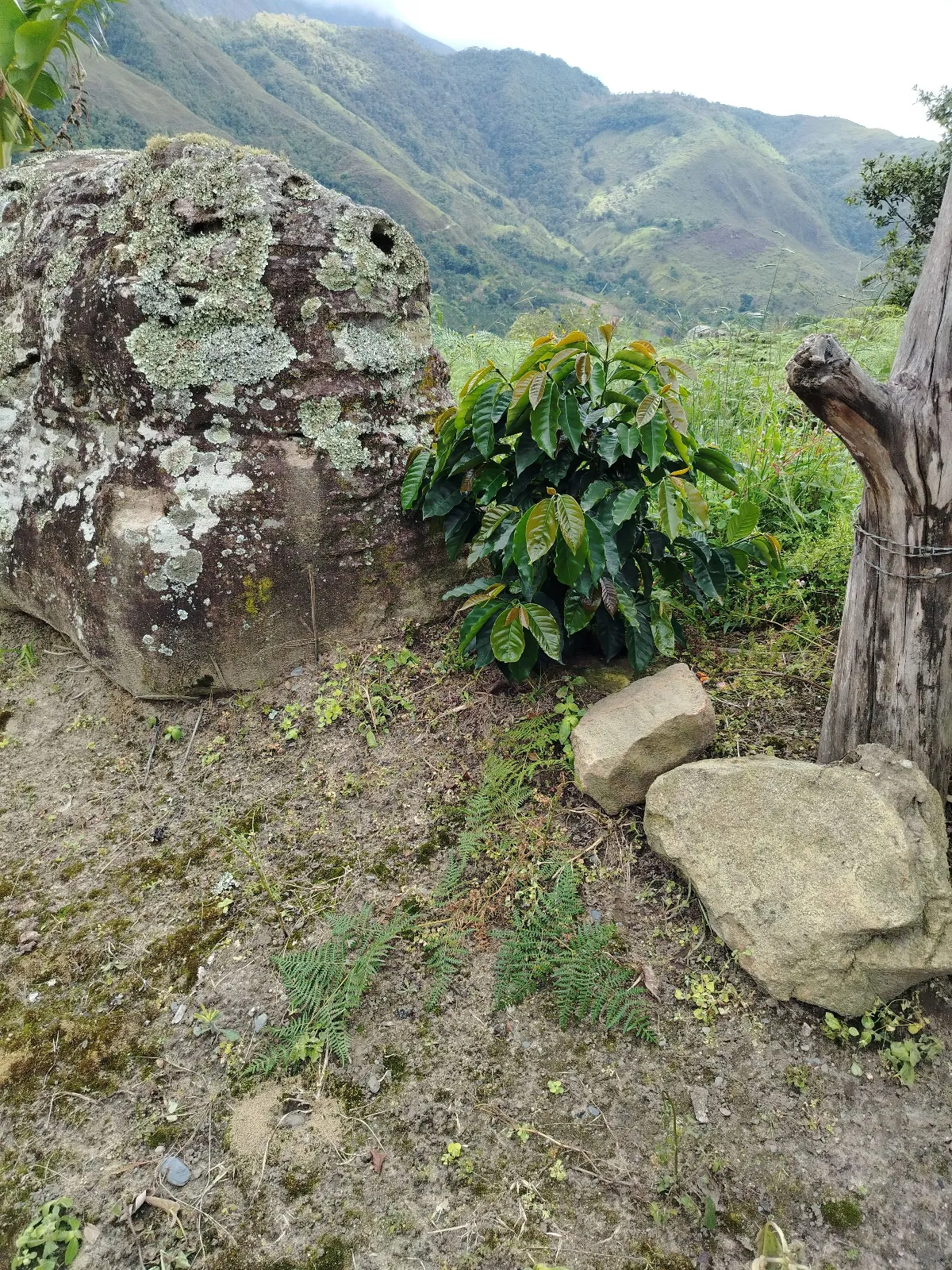 La conejera