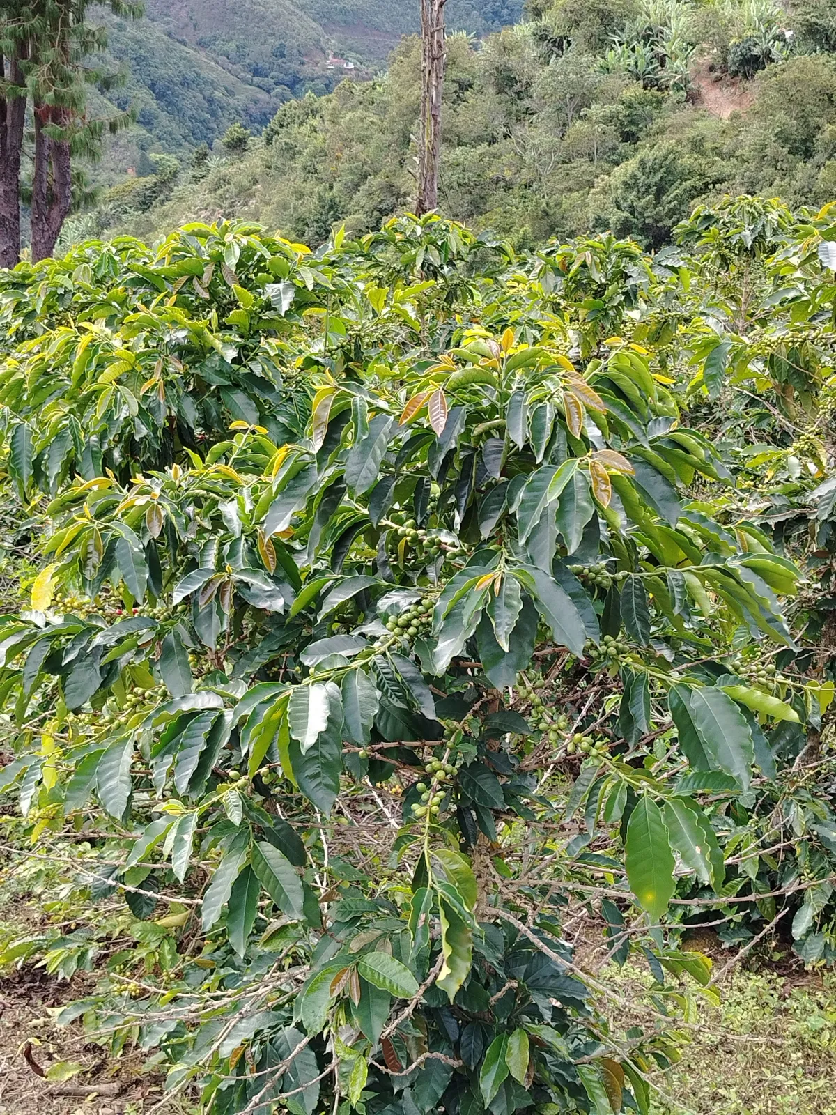 La. Finca