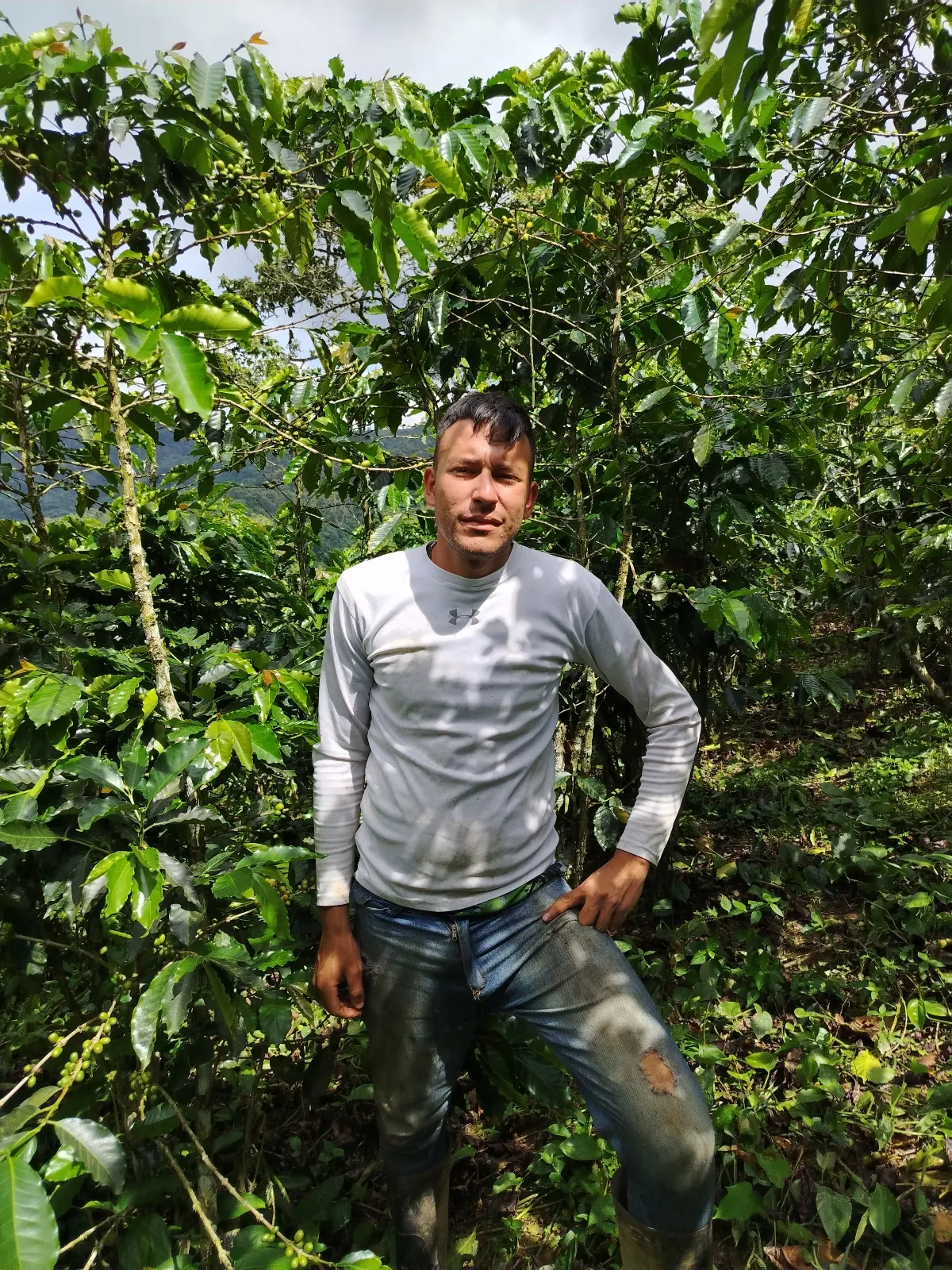 Yelvis ortegano